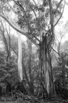 BKW108 Blue Mountain Ash ( Eucalyptus oreades), Blue Mts N.P. NSW